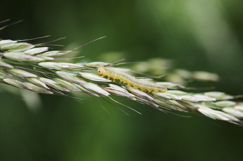 larva